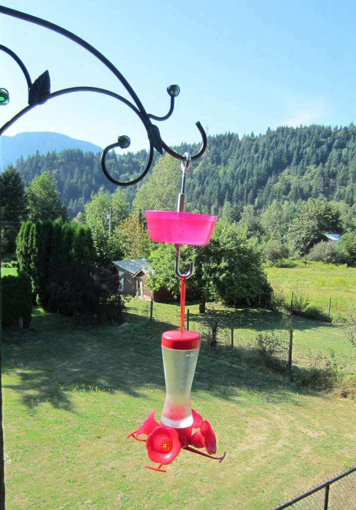 Ant Moat for a Hummingbird Feeder