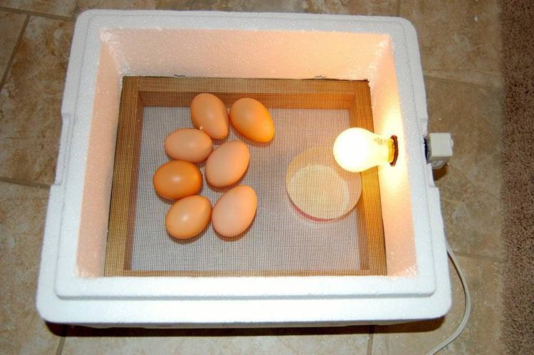 DIY $3 Egg Incubator
