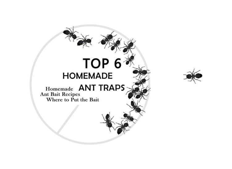 DIY Ant Trap Guideline