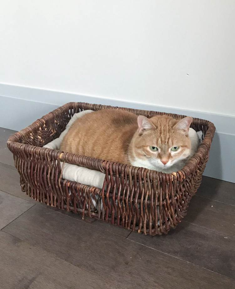 DIY Basket Cat Bed