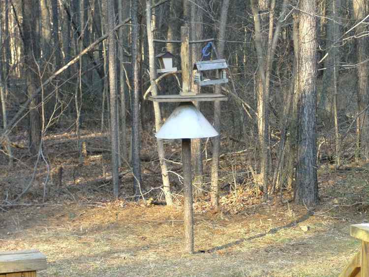 DIY Bird Feeding Station With Squirrel Baffle