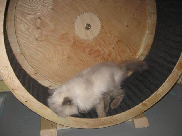 DIY Cat Exercise Wheel