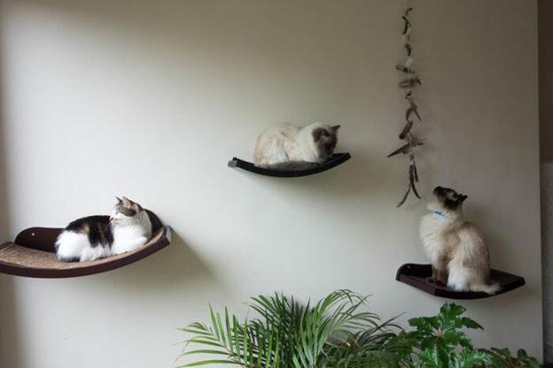  Cat Shelves