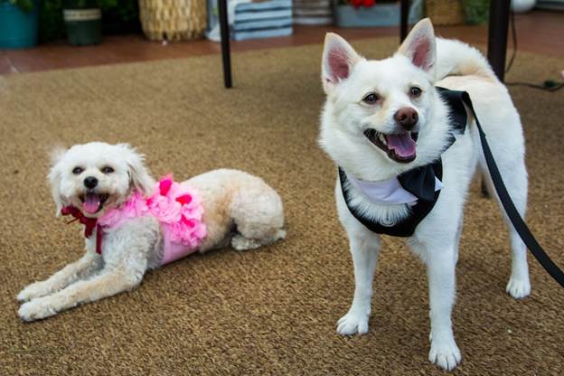 DIY Dog Wedding Harnesses