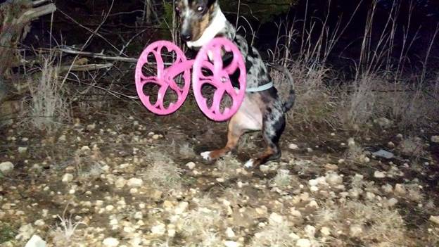 DIY Dog Wheelchair Front Legs