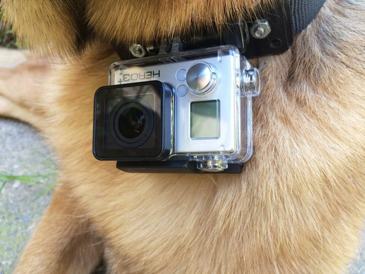 DIY Gopro Dog Collar