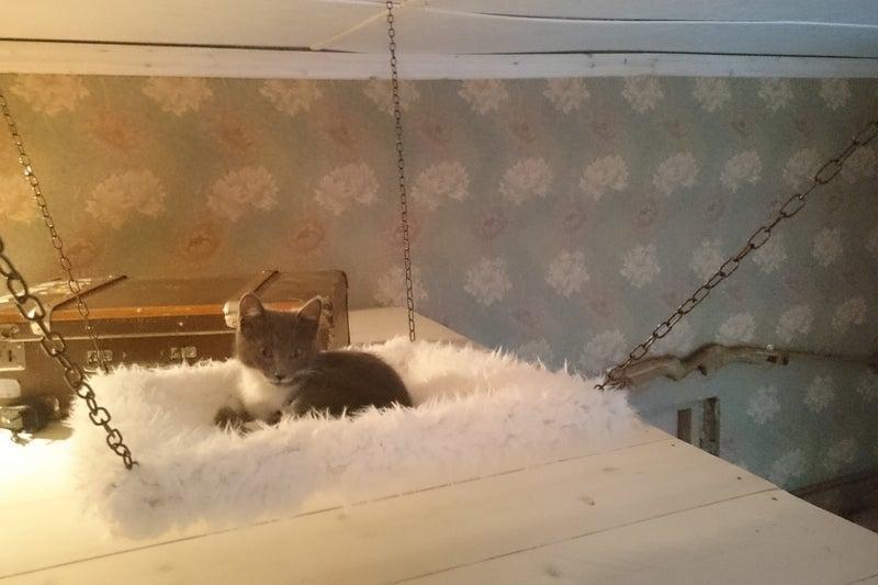 DIY Hanging Cat Bed