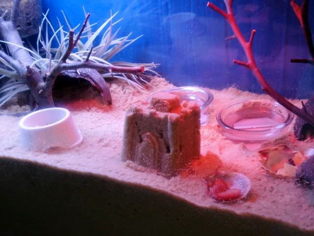 DIY Hermit Crab Habitat