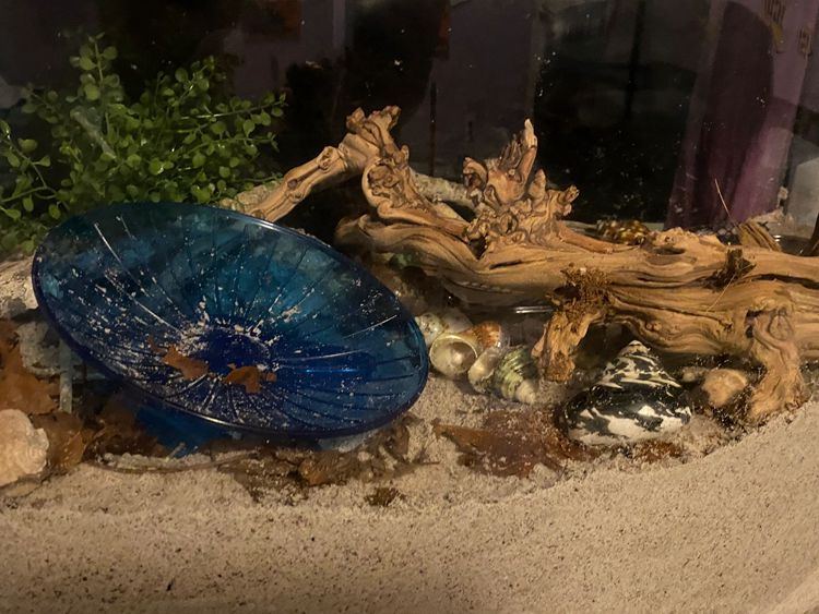 DIY Hermit Crab Tank