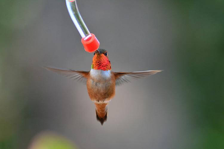 DIY Hummingbird Feeder Mason Jar