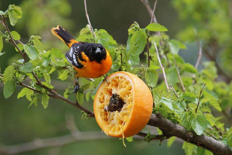 DIY Orange Feeder For Oriole