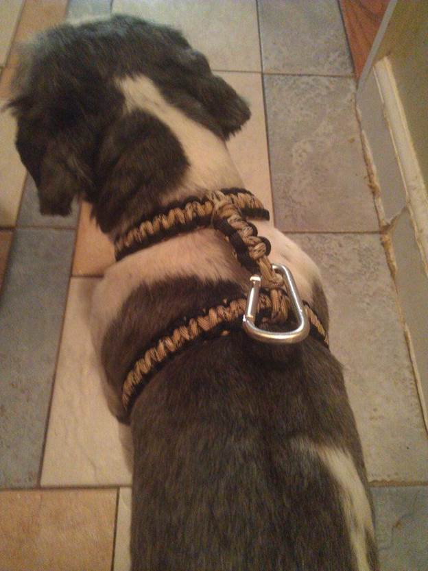 DIY Paracord Dog Harness