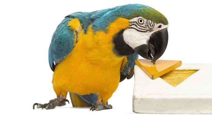DIY Parrot Toys