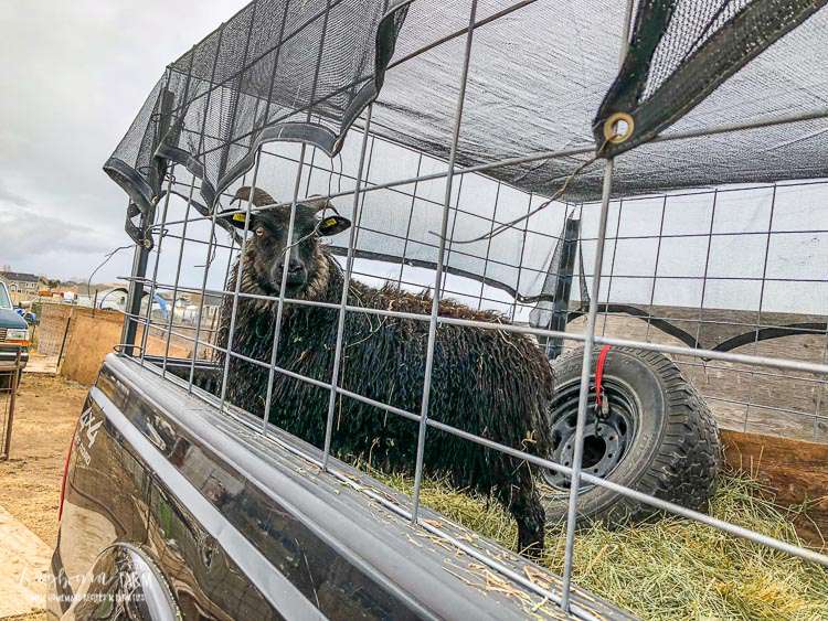 DIY Sheep Trailer