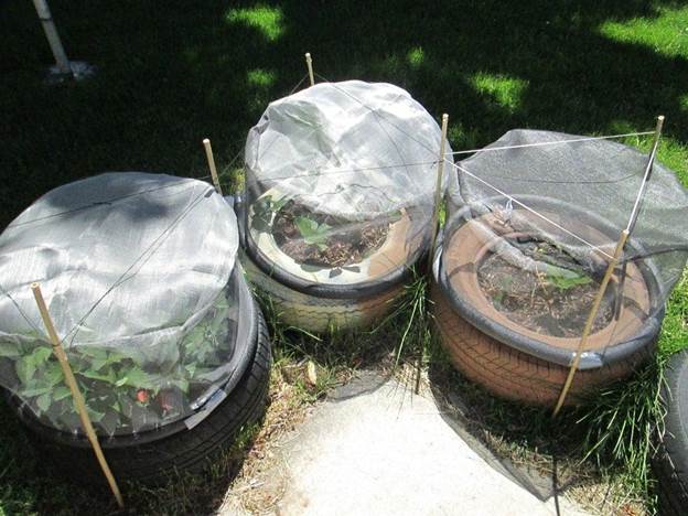 DIY Strawberry Cages