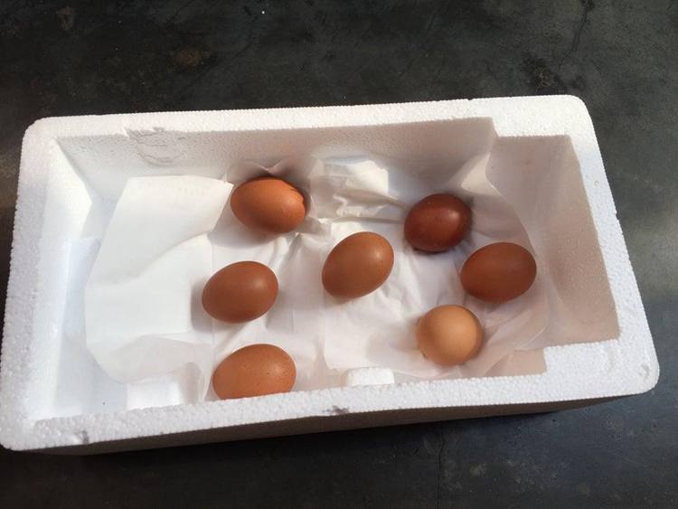 DIY Styrofoam Egg Incubator