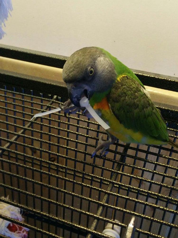 DIY Zip Tie Bird Toy