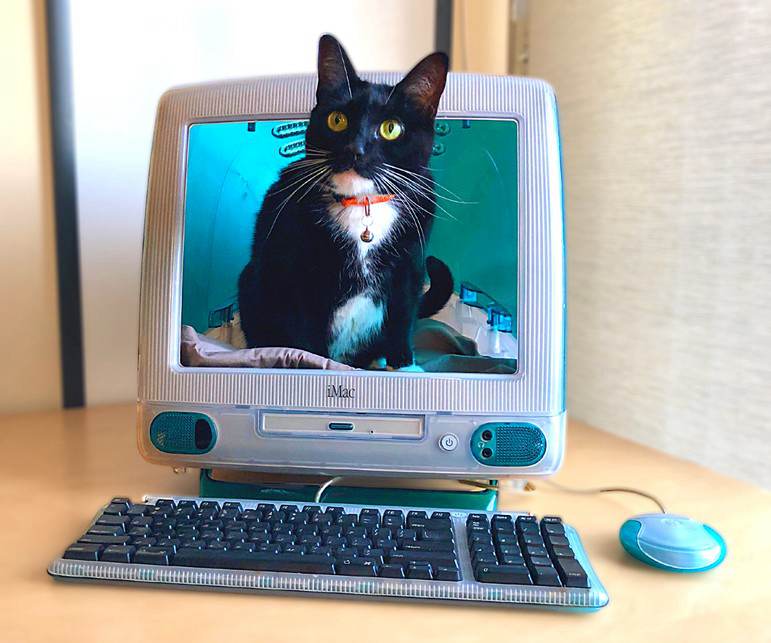 DIY iMac Cat Bed