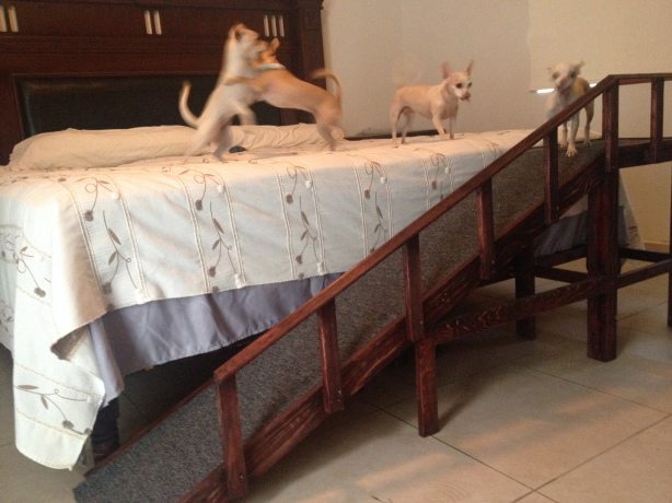 Dog Ramp with Guard Rail