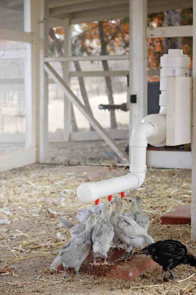 Effective Waterer Solution