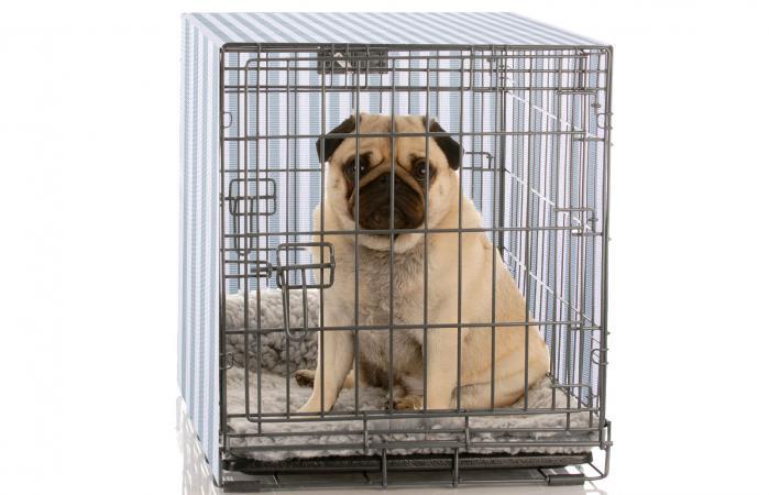 Great Cover for Dog Crates