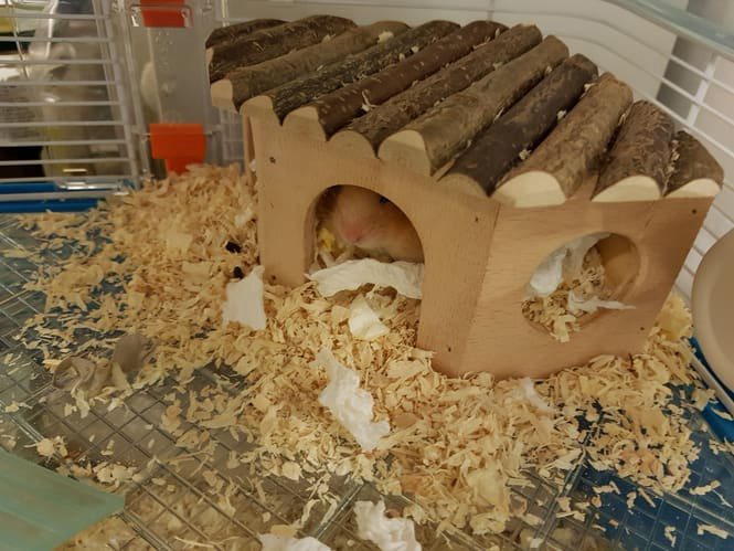 Hamster Hideout Idea