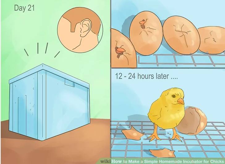 Homemade Incubator For Chicks