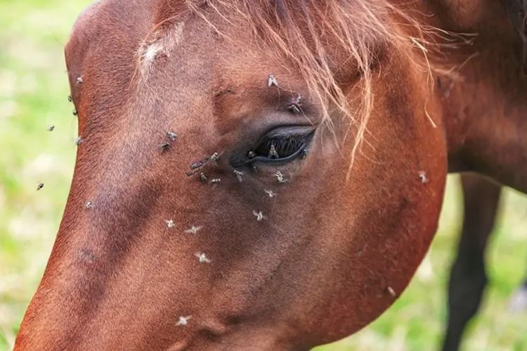 Homemade Spray for Horses