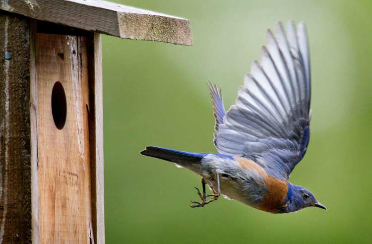 How To Build A Bluebird Nestbox