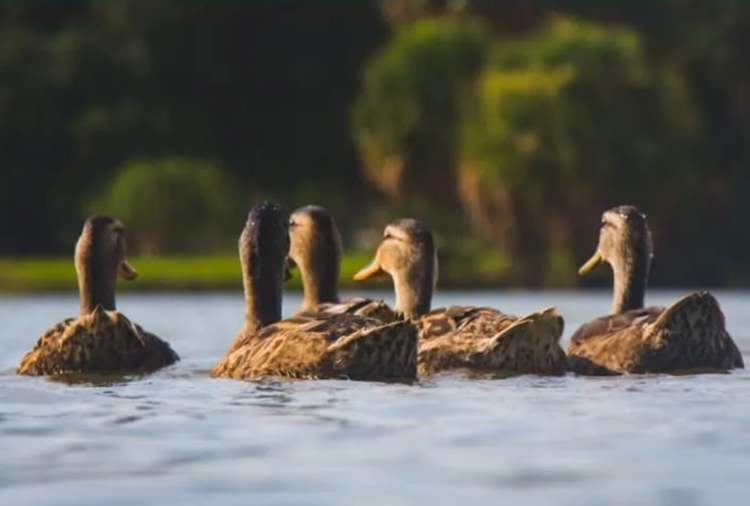 How To Build A Duck Pond - Steps For Beginners