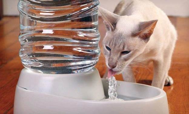 How To Make A Water Fountain