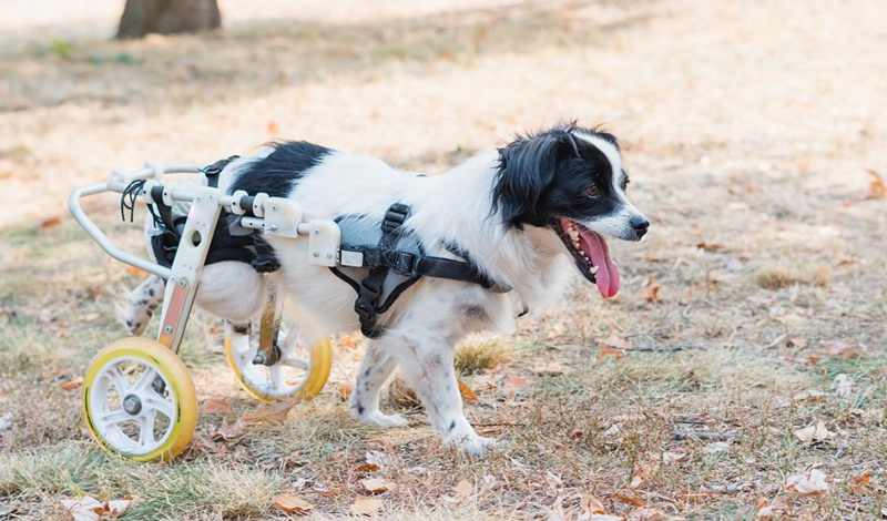 How To Make A Dog Wheelchair