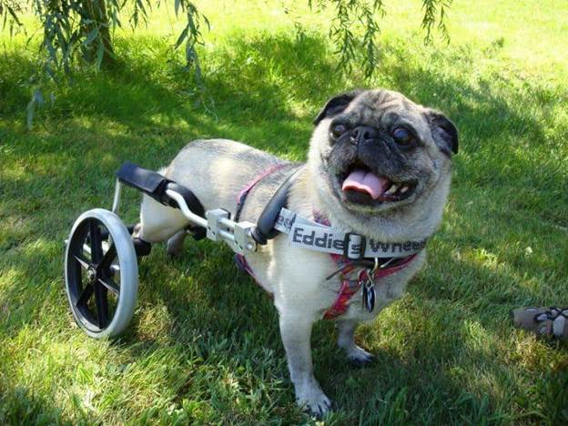 How To Make A Dog Wheelchair