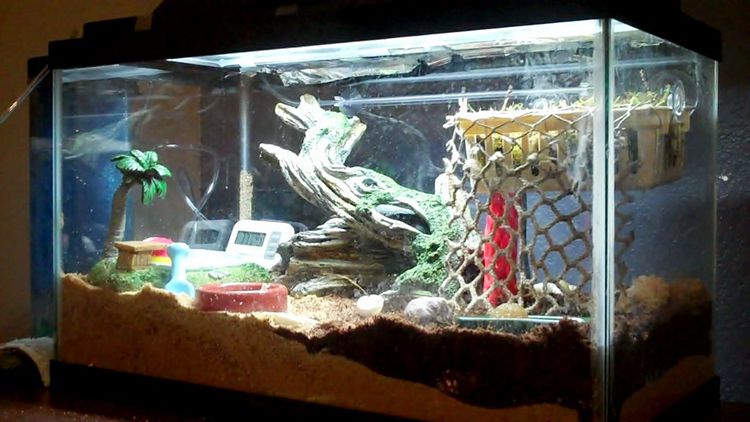 How To Make A Hermit Crab Tank