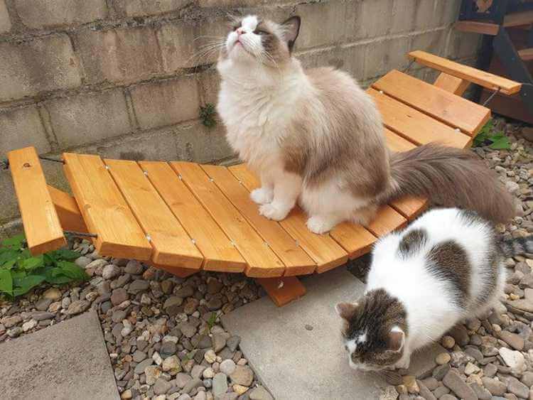 How To Make A Wooden Cat Hammock