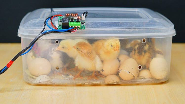 How To Make An Egg Incubator