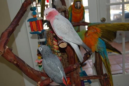 How To Make Your Own Parrot Toys