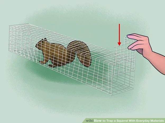 How To catch A squirrel With Everyday Materials