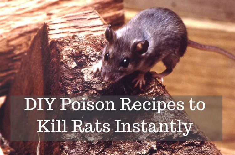 Instant Rat Poison Recipes
