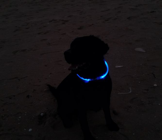 LED canine Collar 