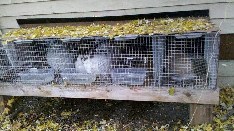 Indoor/Outdoor Rabbit Hutch