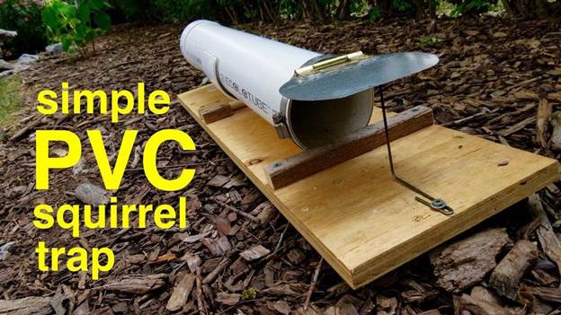 PVC Humane Capture Squirrel Trap