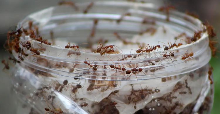 Pesticide-Free Ant Trap