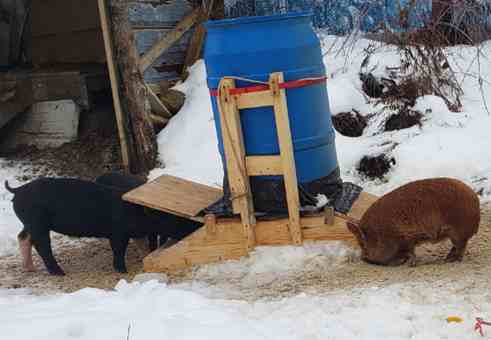 Portable DIY Hog Feeder