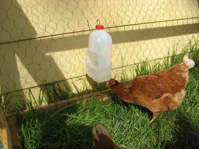 Reshaped Empty Jug Waterer