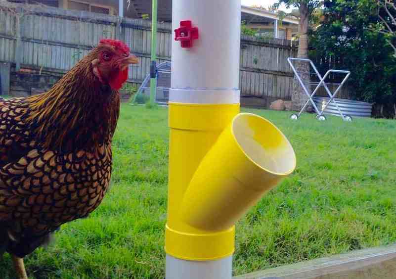 Secured Chick Waterer