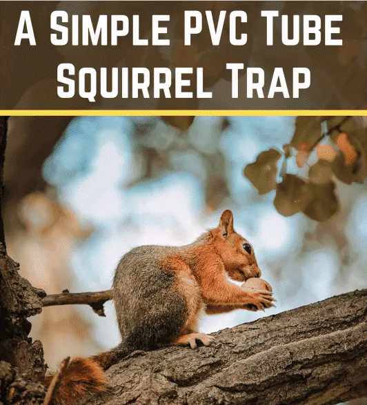 Simple PVC Tube Squirrel Trap