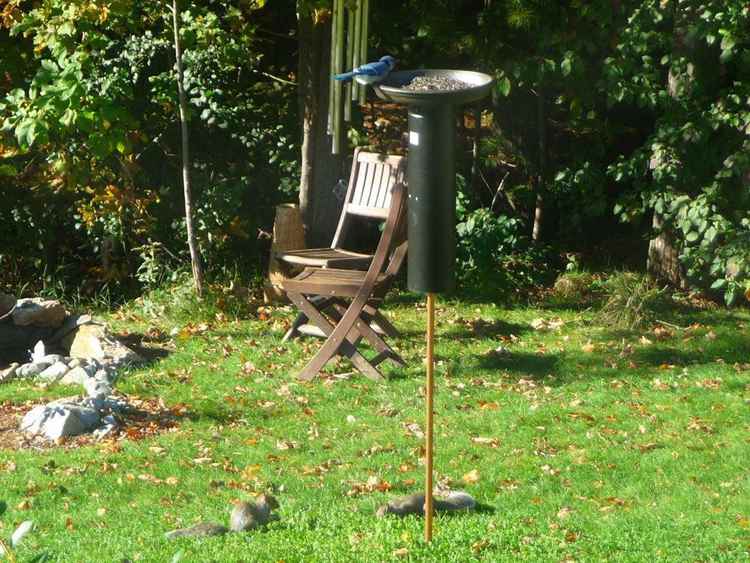 Squirrel Proof Bird Feeder DIY