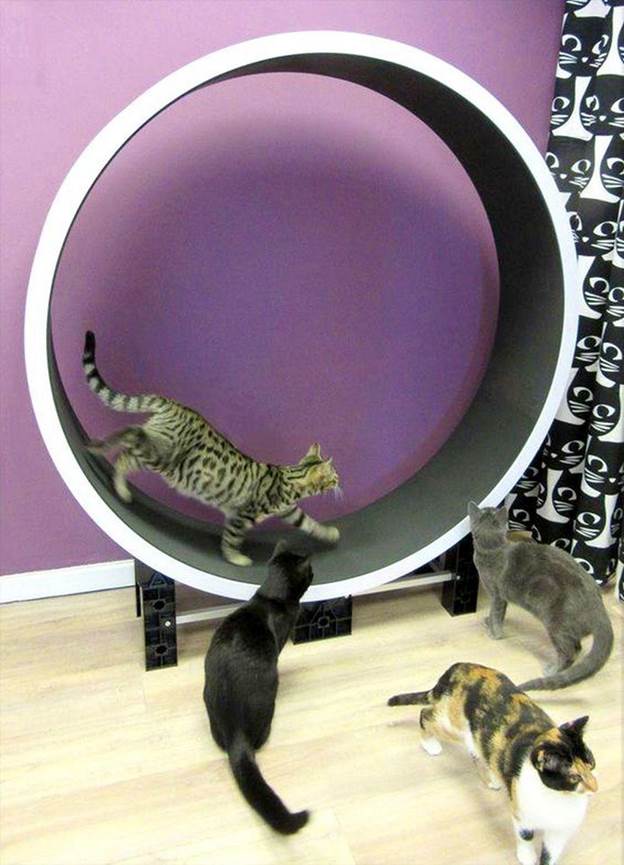 How To Build A Wheel for felines 
