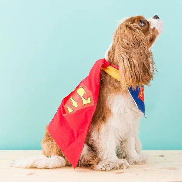 DIY Dog Superman Costume